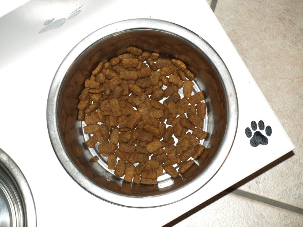 Comedouro de inox com ração, sobre um jogo americano com uma patinha estampada