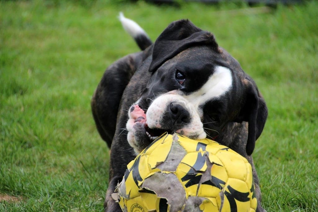 Cachorro preto e branco brincando com uma bola amarela no gramado