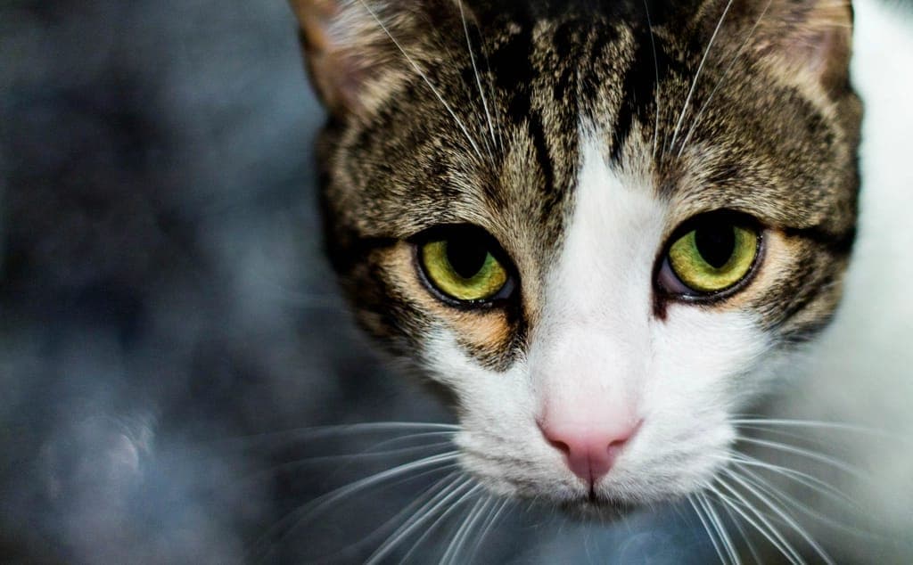 Rosto de um gato malhado de olhos verdes, visto de perto