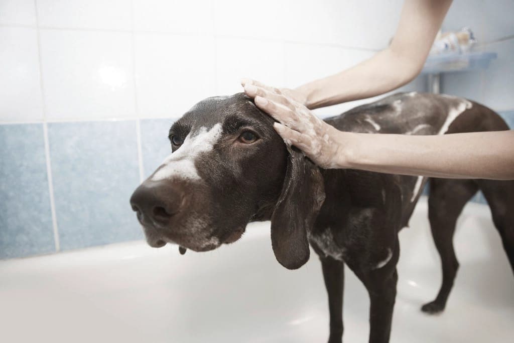 Mãos ensaboando um cachorro de pelo curto dentro da banheira