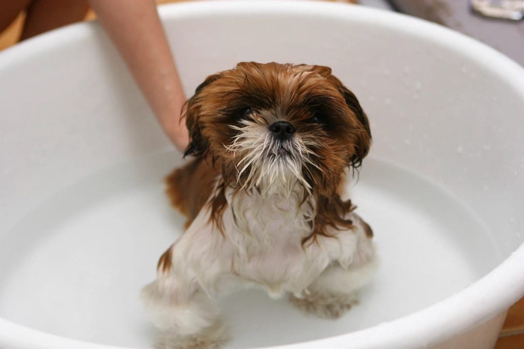 Shih tzu molhado em pé numa bacia branca durante o banho
